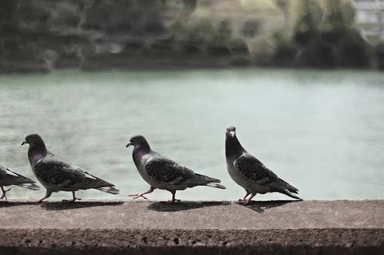 Why Pigeons Walk Like Tiny Bosses