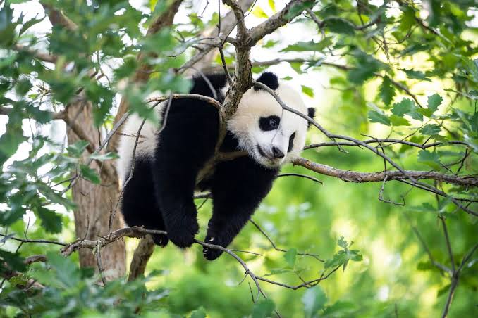 The Giant Panda Forest That Saved a Species