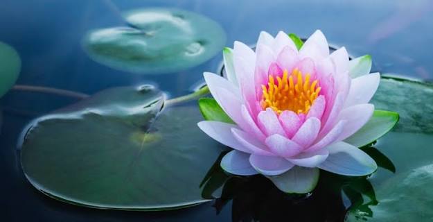 The History of The Lotus Flower