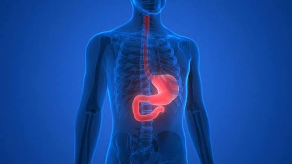 Your Stomach Replaces Itself Every Four Days banner