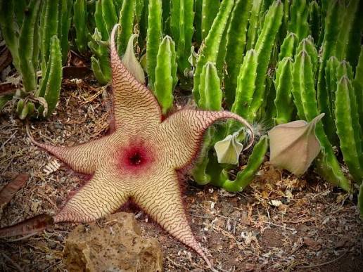 The Plant That Tricks Flies Into Becoming Mailmen banner