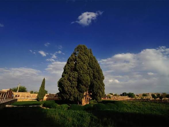 Iran's 4,500-Year-Old Tree Witness to History banner