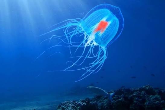 The Immortal Jellyfish That Cheats Death
