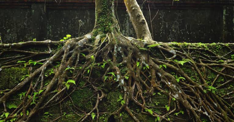 The Secret Whispering Network Hidden Under the Forest