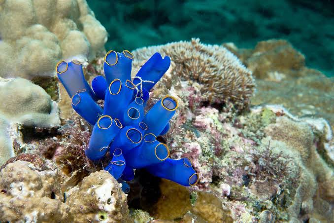 The Ocean Creature That Can Regrow Its Own Brain