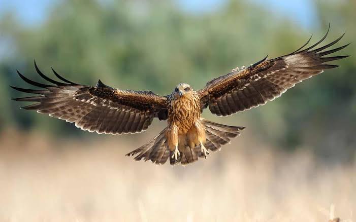 The Firehawk That Starts Wildfires for Dinner