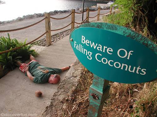 The Island Where Coconuts Kill More Than Sharks banner