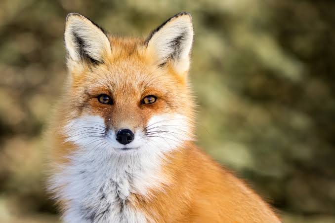 The Secret Life of Urban Foxes