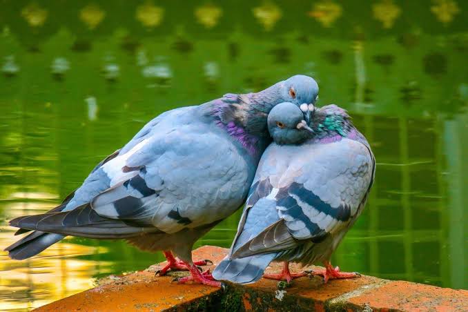 When Pigeons Act Like Tourists