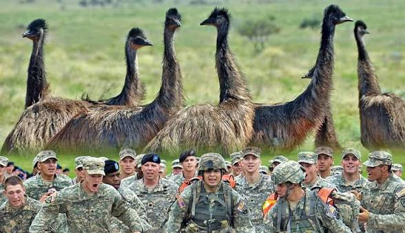 When Australia Lost to Birds
