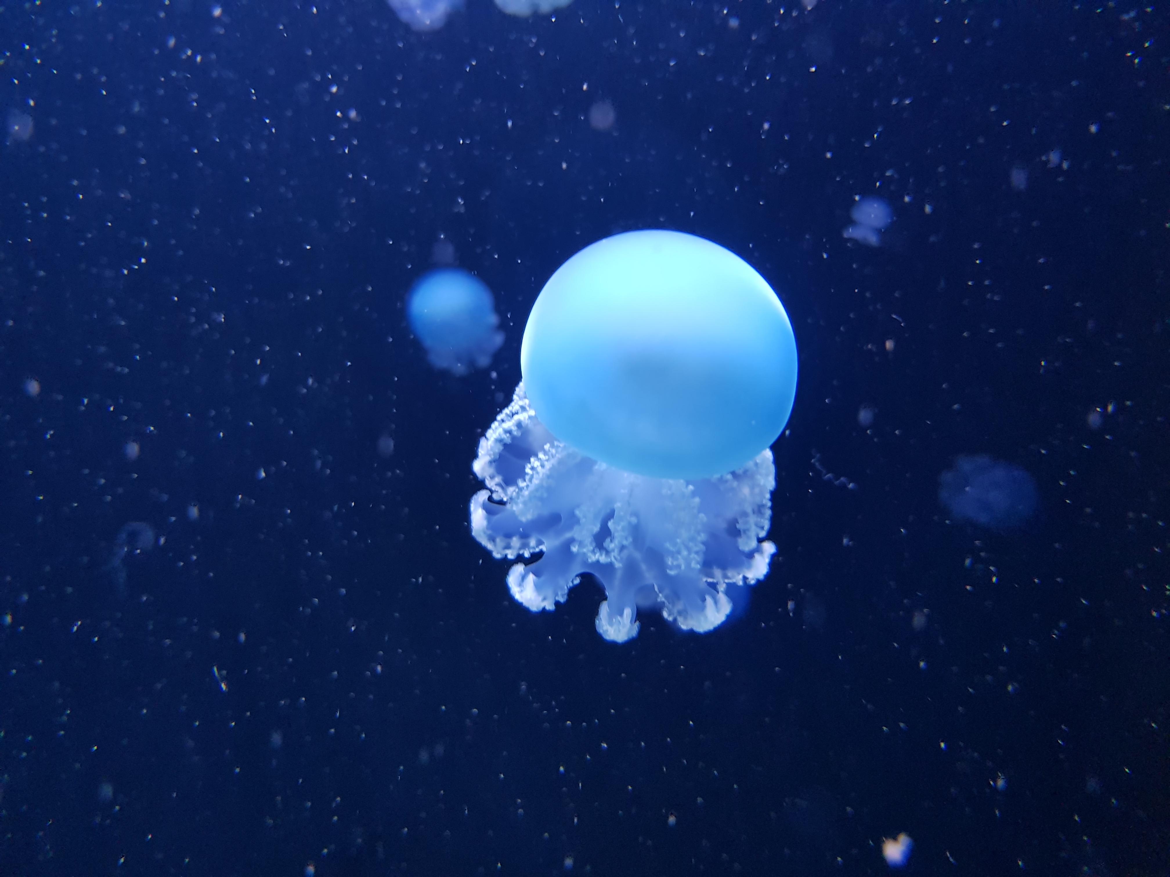 The Tiny Jellyfish That Never Dies banner