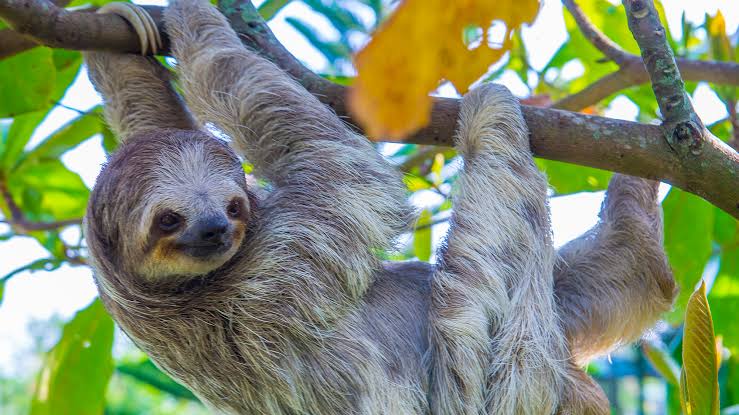 Why Sloths Are Nature's Couch Potatoes