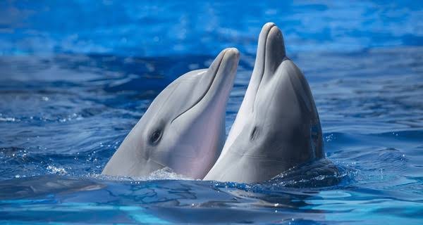 The Communication of Dolphins