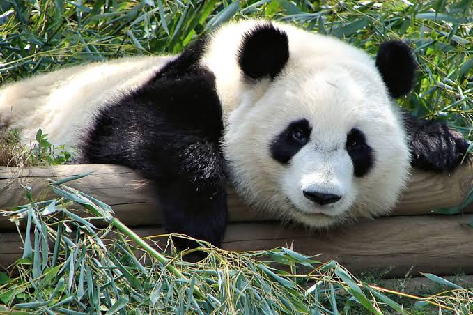 The Bamboo Bear's Fight for Survival