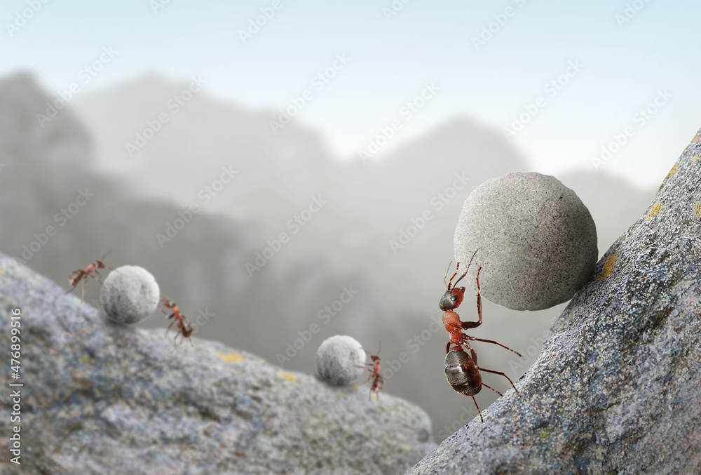 The Underground Empire of Ants