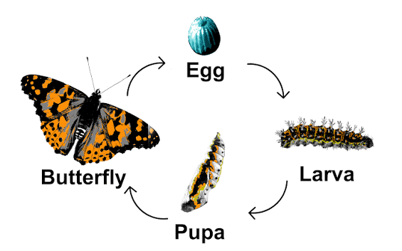 The Life Cycle of a Butterfly