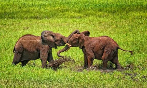 How Elephants Secretly Talk to Each Other