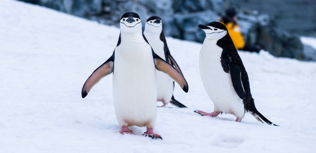 Why Penguins Don't Get Cold