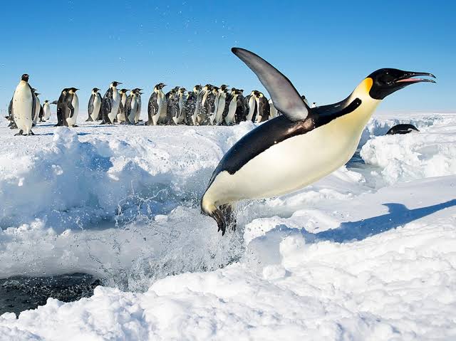 Why Penguins Don't Fly but Dive