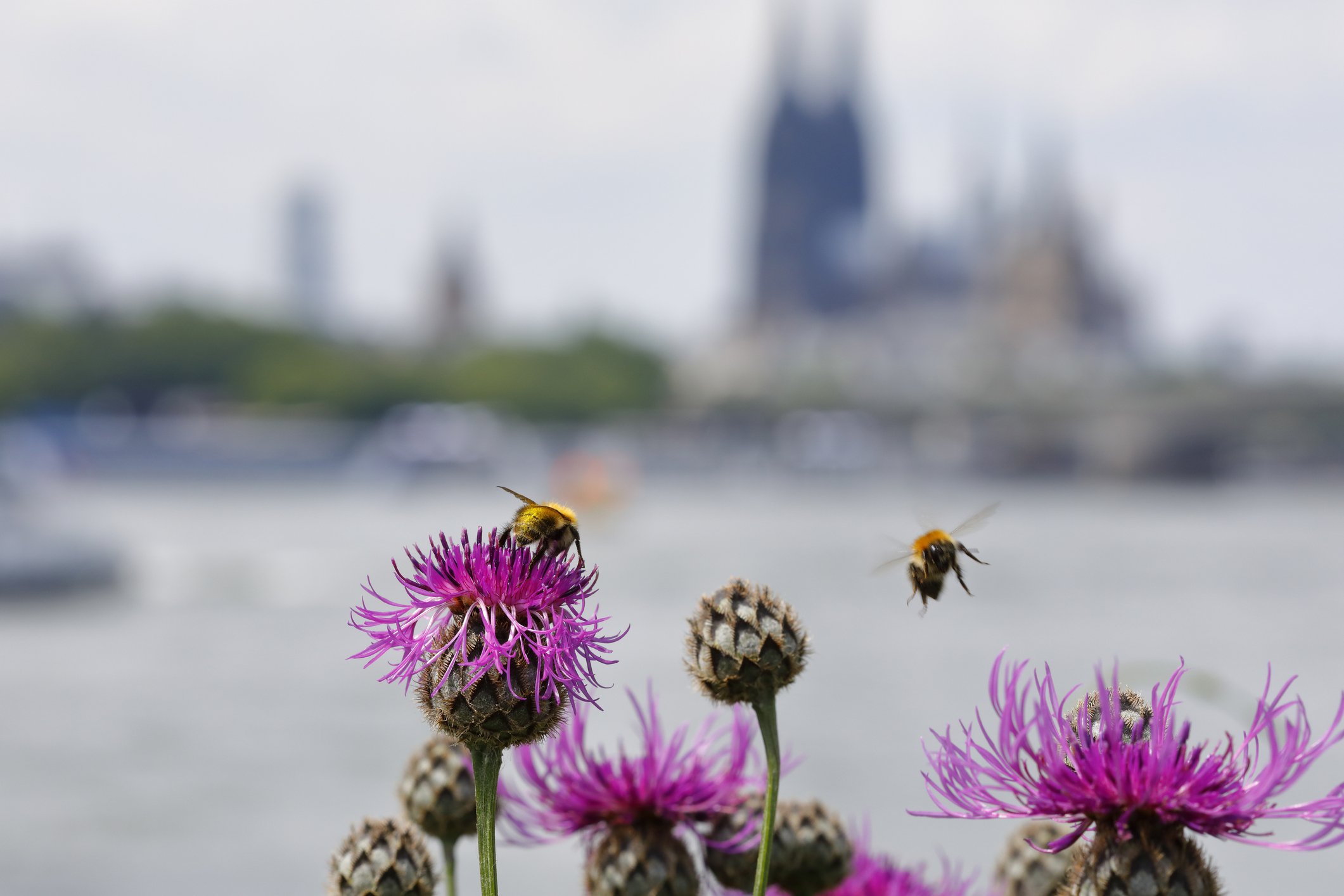 The Secret Life of Urban Bees