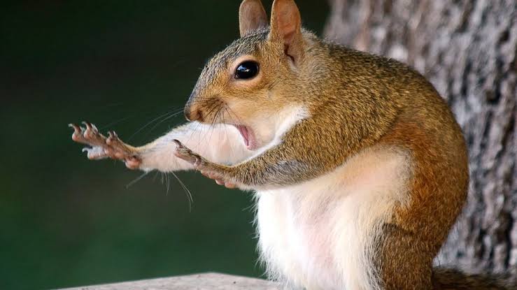 Why Squirrels Act Like Tiny Comedians